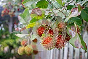 A Bunch of Rambutan Fruit on Rambutan Tree