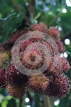 A bunch of rambutans (Nephelium lappaceum) hanging on a tree in the backyard.