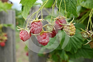 A Bunch of Raspberries on a Plant Branch