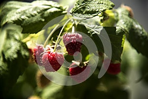 Bunch of raspberries ripening on the branch