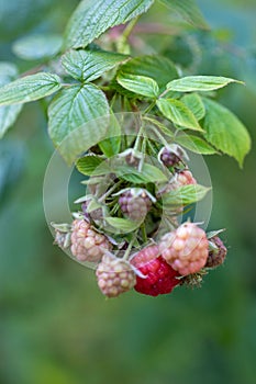 Bunch of raspberries ripening on the plant