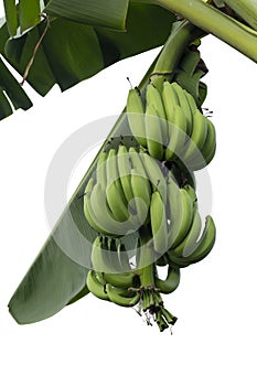 Bunch of raw cavendish banana on tree in the garden isolated on white background.