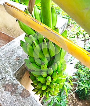 Bunch of Raw green banana