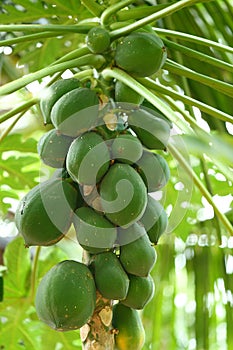 Bunch of raw green papayas in the farm