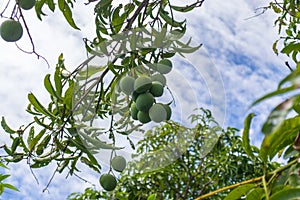 bunch of raw mangos & x28;mangifera& x29; hanging on the tree