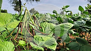 Bunch of raw moong beans on plant in a farm land in India