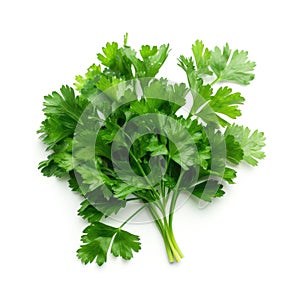 Bunch of a raw organic fresh parsley ingredient for cooking with white background Generative AI Illustration