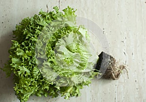 Bunch of raw organic green frisee salad with roots