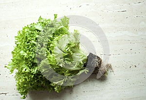 Bunch of raw organic green frisee salad with roots