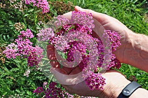 Bunch of real  wild pink  meadow small uncultivated flowers  in senior woman hands photo