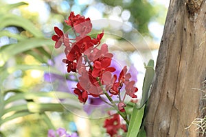 Bunch of red Ascocentrum vanda orchid flower in nature.
