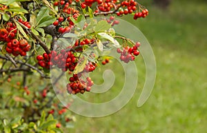 A bunch of red berries from heavenly bamboo, Nandina domestica