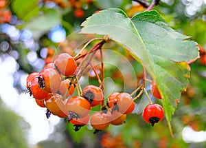 A bunch of red berries illuminated by the autumn sun on a blurred background. Selected focus