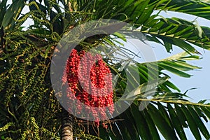 A bunch of red betel fruit or areca nut or MacArthur Palm