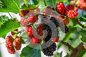 Bunch of red and black mulberries growing on the branch of a tree photo