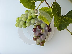 Bunch of red and black white grapes, freshly harvested with bran
