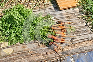 Bunch of red carrots with green tops on wooden boards