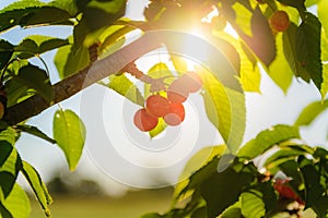 Bunch of red cherries and leaves with morning lights