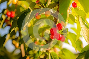 Bunch of red cherries and leaves with morning lights