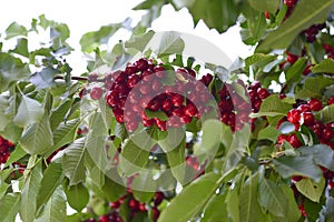 Bunch of red cherries on the tree