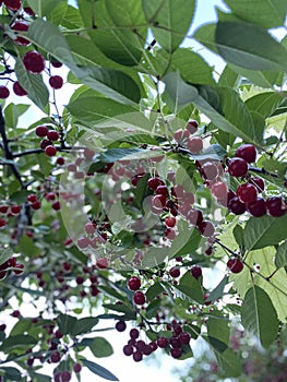 Bunch of red cherries on tree branch