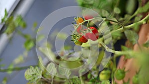 Bunch of red cherry tomatoes