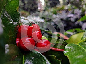 Bunch of Red Coffee Cherries with wet green leaf in Coffee plantation, Ripe Coffee beans