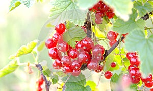 Bunch of red currant