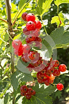 A bunch of red currant berries on a bush on a sunny day