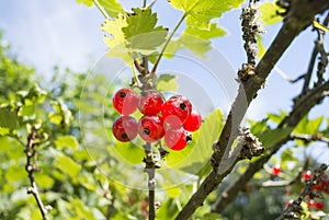 A bunch of red currant berries on a bush on a sunny day