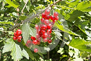 A bunch of red currant berries on a bush on a sunny day