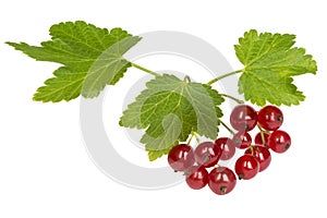 Bunch of red currant berries on a white background