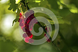 Bunch of red currant