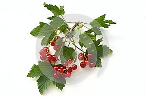 Bunch of red currant on a twig on a white background.