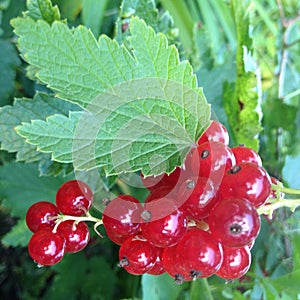 A bunch of red currants