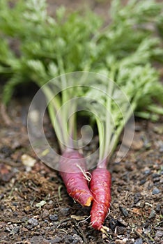 Bunch of Red Dragon carrots.