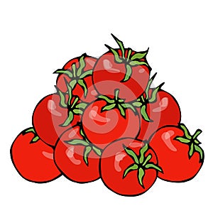 A Bunch of Red Fresh Ripe Cherry Tomatoes. Isolated On a White Background. Realistic and Doodle Style Hand Drawn Sketch