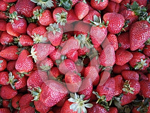 bunch of red and fresh strawberries