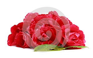 Bunch of red garden roses (flower head)