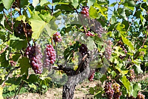 Bunch of red grapes on common grape vine