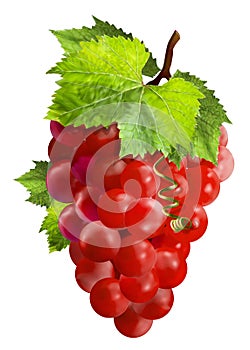 Bunch of red grapes with green leaves isolated on background.