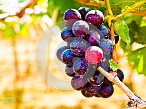 Bunch of red grapes with green leaves in Wine yard in Nakorn Ra