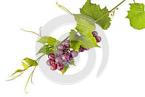 Bunch of red grapes and leaves on white background