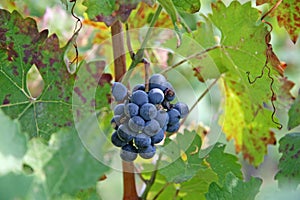 Bunch of red grapes in the middle of the grapevine leaves