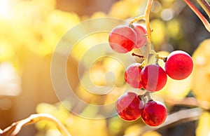 Bunch of red grapes, ripening on a vine with blurred leaves in the background