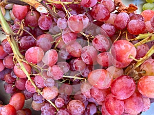 A bunch of red grapes sold in supermarkets.