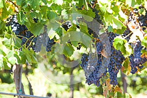 A bunch of red grapes on the vine