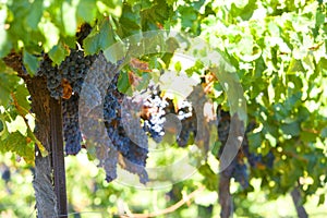 A bunch of red grapes on the vine