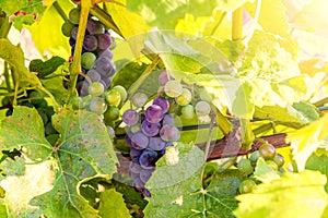 Bunch of red grapes and vine leaf against green and yellow background