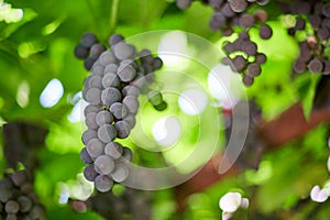 Bunch of red grapes on vineyard. Table red grape with green vine leaves. Autumn harvest of grapes for making wine, jam and juice.